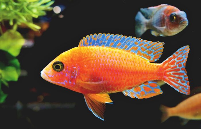 Aquarium_en_danger_:_signes_à_surveiller_et_mesures_d_urgence_à_prendre