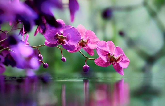 Comment_faire_repartir_une_orchidée_:_les_informations_à_connaitre
