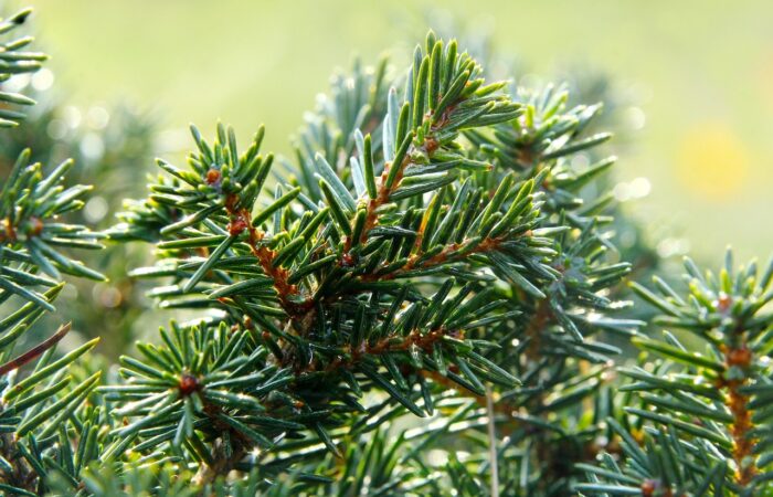 Comment_planter_et_entretenir_:_le_pin_Wollemi_?