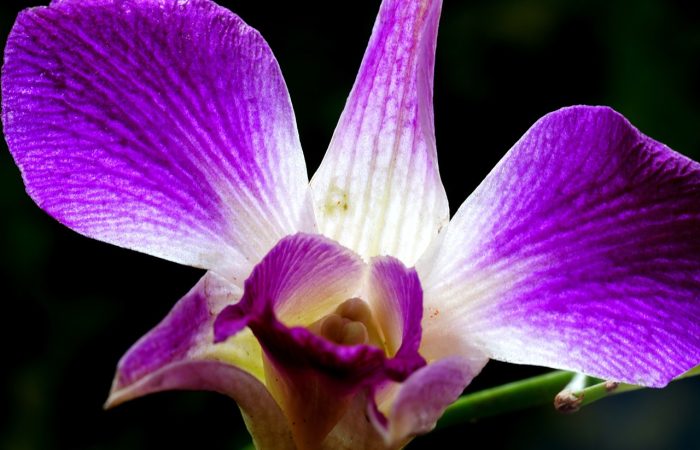 Comment_tailler_une_orchidée_:_voici_les_étapes_à_suivre