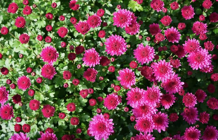 Déception_à_venir_?_Nos_4_astuces_pour_faire_survivre_votre_jardin_à_l_hiver_