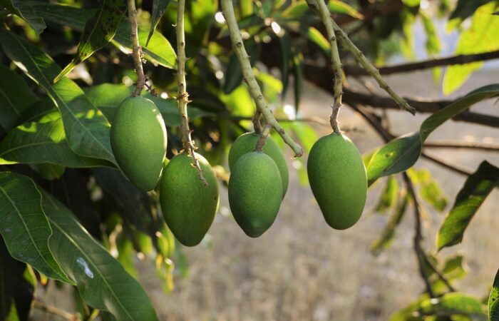 Des_tropiques_dans_votre_salon:_comment_faire_germer_un_noyau_de_mangue_à_domicile