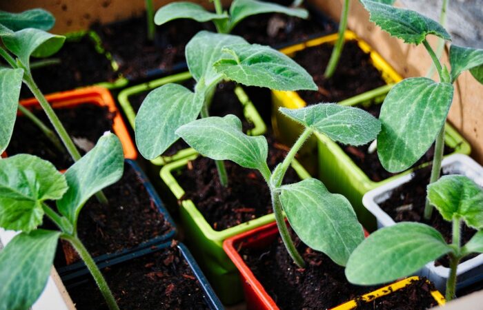 Gardez_vos_légumes_en_vie_:_les_essentiels_pour_protéger_votre_potager