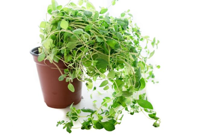 La_monstera_deliciosa_:_la_plante_parfaite_pour_votre_intérieur