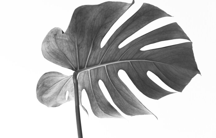 La_monstera_deliciosa_:_la_plante_parfaite_pour_votre_intérieur
