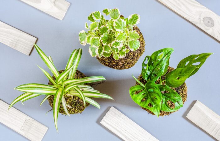 Le_guide_ultime_pour_ajouter_de_la_verdure_à_votre_chambre_:_les_plantes_parfaites_pour_votre_espace_de_repos_