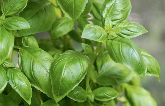 Le_secret_des_herbes_aromatiques_:_4_astuces_infaillibles_pour_les_faire_prospérer_chez_vous_