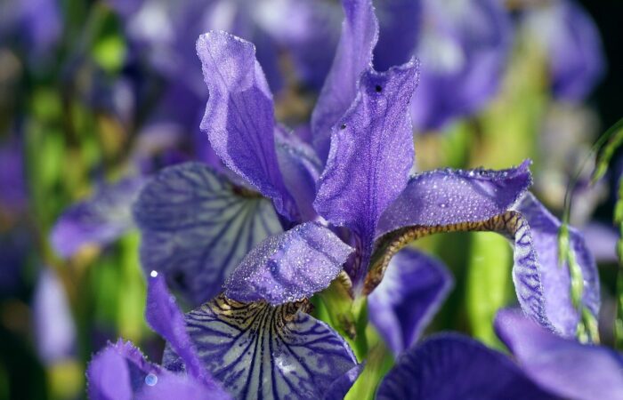 Le_témoignage_d_une_passionnée_de_jardinage_:__Ces_iris_ont_embellis_mon_jardin_et____