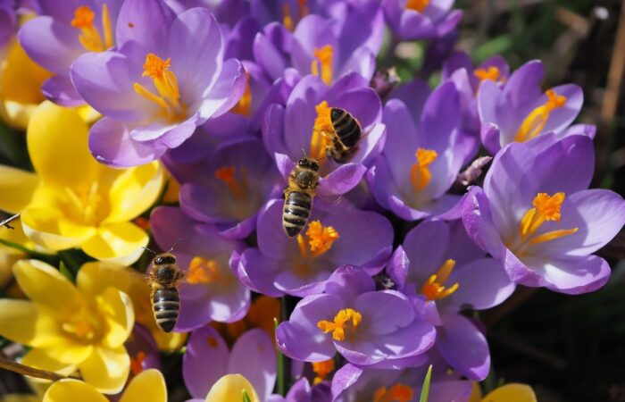 Préparez_votre_jardin_:_les_plantes_qui_bravent_les_températures_glaciales_de_l_hiver_