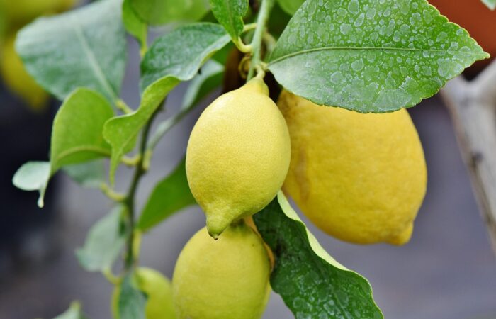 Protégez_votre_citronnier_des_maladies_et_des_nuisibles_avec_ces_3_conseils_simples