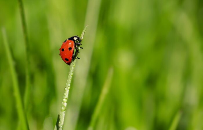 Solutions_naturelles_:_contrôler_les_insectes_de_votre_jardin_sans_produits_chimiques_