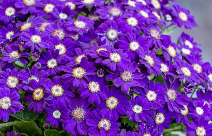 Sublimez_votre_espace_de_vie_:_ces_plantes_décoratives_qui_ajoutent_une_touche_de_magie_