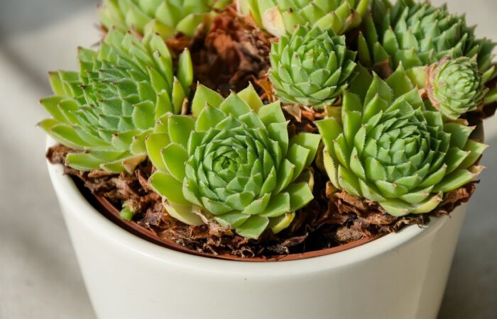 Transporter_ses_plantes__Tout_ce_qu_il_faut_savoir_!